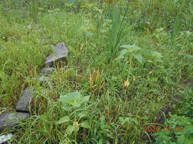 陸前高田ひろば20200704031.jpg