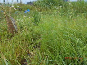 陸前高田ひろば20200704032.jpg
