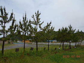 陸前高田ひろば20200704037.jpg