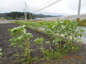 陸前高田ひろば20200704042.jpg