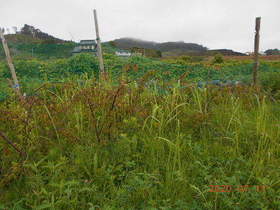 陸前高田ひろば20200711004.jpg