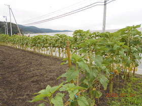 陸前高田ひろば20200724031.jpg
