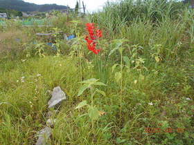 陸前高田ひろば20200801032.jpg