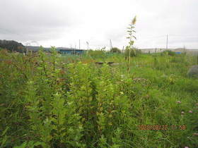 陸前高田ひろば20200822002.jpg
