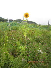 陸前高田ひろば20200822003.jpg