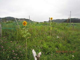 陸前高田ひろば20200822009.jpg