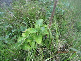 陸前高田ひろば20200822011.jpg
