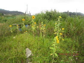 陸前高田ひろば20200822031.jpg