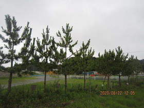陸前高田ひろば20200822033.jpg