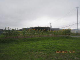 陸前高田ひろば20200822036.jpg