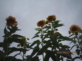 陸前高田ひろば20200822038.jpg