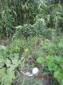 陸前高田ひろば20200822039.jpg