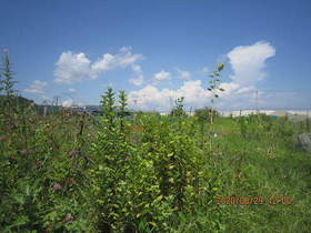 陸前高田ひろば20200829002.jpg