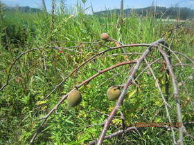 陸前高田ひろば20200829003.jpg