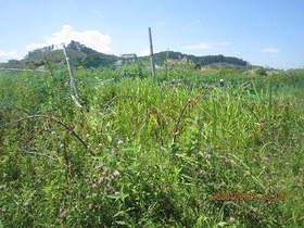 陸前高田ひろば20200829004.jpg