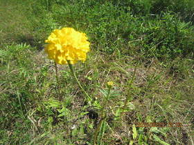 陸前高田ひろば20200829017.jpg