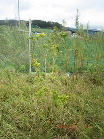 陸前高田ひろば20201003018.jpg