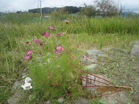 陸前高田ひろば20201003022.jpg