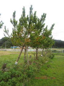 陸前高田ひろば20201003042.jpg