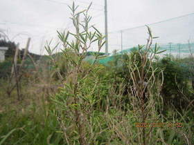 陸前高田ひろば20201017006.jpg