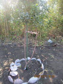 陸前高田ひろば20201031040.jpg