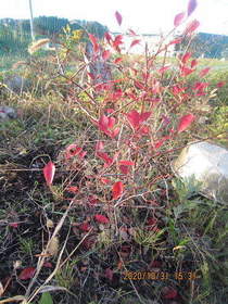 陸前高田ひろば20201031043.jpg