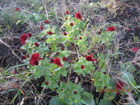 陸前高田ひろば20201031044.jpg
