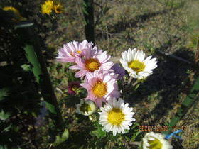 陸前高田ひろば20201205005.jpg