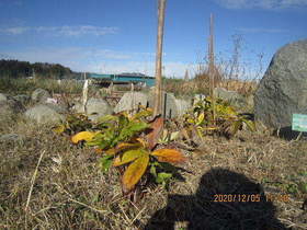 陸前高田ひろば20201205012.jpg
