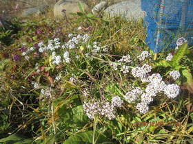 陸前高田ひろば20201205021.jpg