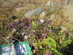 陸前高田ひろば20201205022.jpg