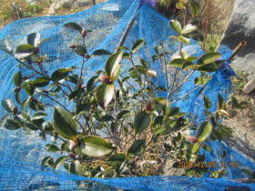 陸前高田ひろば20201205024.jpg