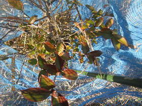 陸前高田ひろば20201205031.jpg