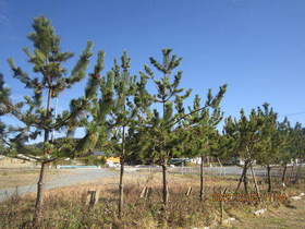 陸前高田ひろば20201205033.jpg