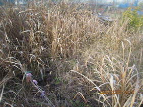 陸前高田ひろば20201205042.jpg