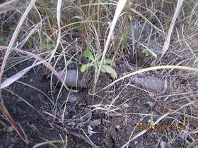 陸前高田ひろば20201205043.jpg